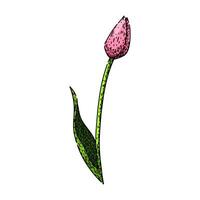 top tulip sketch hand drawn vector