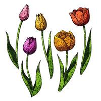 tulip set sketch hand drawn vector