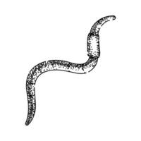 simple worm sketch hand drawn vector