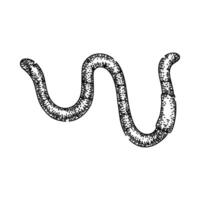 earthworm worm sketch hand drawn vector