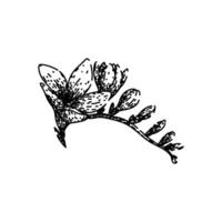 flower freesia sketch hand drawn vector