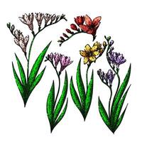 freesia set sketch hand drawn vector