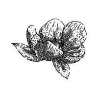 helleborus hellebore sketch hand drawn vector