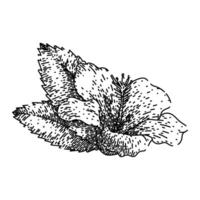flor hibisco bosquejo mano dibujado vector