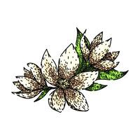 petal jasmine sketch hand drawn vector