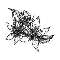 botánico jazmín bosquejo mano dibujado vector