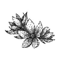 petal jasmine sketch hand drawn vector