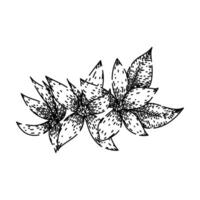 isolated jasmine sketch hand drawn vector