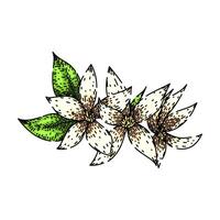 isolated jasmine sketch hand drawn vector