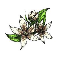 botanical jasmine sketch hand drawn vector