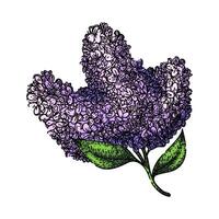 line lilac sketch hand drawn vector