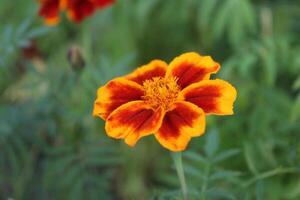 naranja oscuro amarillo flor maravilla flor cabeza de cerca. verano plantas en un verde césped antecedentes foto