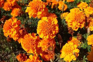naranja maravilla flores, general plan, parte superior vista. naranja flores en un flor cama foto