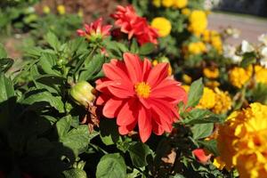 rojo naranja dalia en un flor cama de cerca. verano flores en ciudad parques foto