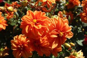 dalia flores en un flor cama de cerca. rojo, blanco, naranja, grande dalia flor. urbano verdeado. verano otoño flores polinización de el pistilo de el estambres foto