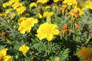 amarillo caléndulas de cerca en un soleado día en verano en un ciudad flor cama. selección de flores para paisajismo el ciudad foto