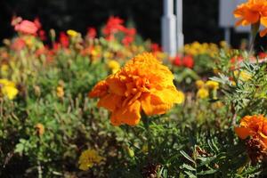 A lonely yellow marigold flower on a flower bed against a background of greenery. Summer flowers in the city. Landscaping and beautifying cities photo