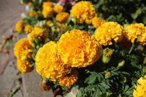 Large fragrant flowers with large yellow heads in a flower bed in the city. Urban flowers, greenery. Summer plants in the city photo