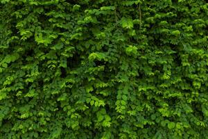 Green leaves pattern background, Natural background photo