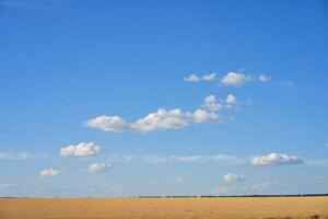 Wheat agricultural field with blue cloudy background photo