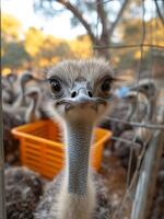 AI generated Ostriches in the aviary. Ostrich is flightless bird native. photo