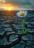 ai generado solitario margarita crece en seco arriba vacío campo. global calentamiento ambiental desastre foto