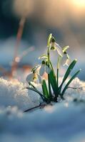 AI generated First flowers in springtime. first spring flowers grow through the snow photo