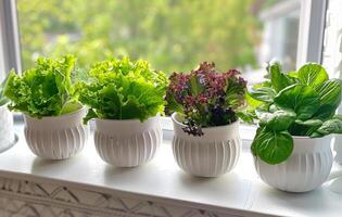 AI generated Four different types of herbs sit in white pots on windowsill. photo