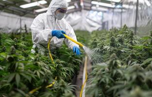 AI generated Worker waters cannabis plants at facility in Israel. photo