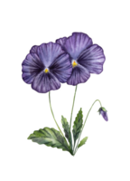 Hand painted purple watercolor pansies. Isolated pansy painting. Watercolor pansy painting. png