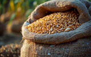 AI generated Corn grain in burlap bag on the background of agricultural crops in the field photo