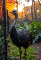 AI generated Ostrich standing in the grass with fence and trees in the background photo