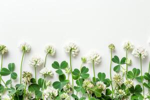 ai generado trébol flores en blanco antecedentes. trébol es símbolo de Fertilidad y limpiar ambiente. foto