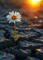 AI generated Lonely daisy grows in dried up empty field. Concept of environmental problems photo