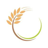 logo de trigo de agricultura vector