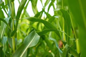maíz agrícola campo cerca arriba verano cosechas temporada foto