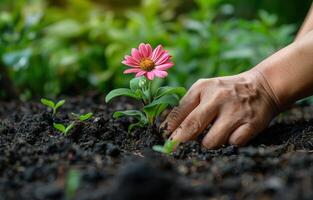 AI generated Woman planting flower in the soil photo