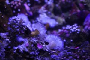blanco mar anémona en azul fluorescente ligero foto