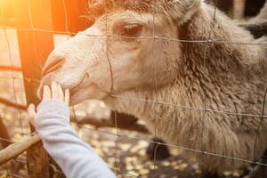 A  human is feeding a camel  in a zoo photo