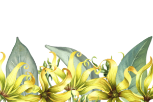 ein Banner mit Ylang-Ylang Blumen. ein Rand mit exotisch duftend Gelb Blumen. ein handgemalt Aquarell Illustration. ein Element von das Design von Verpackung, Postkarte und Etikett. zum ein Banner, ein Flyer png