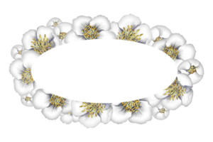 Oval frame with jasmine flowers. A wreath of fragrant white spring flowers. Hand-drawn watercolor illustration. For packaging, greeting and invitation cards and labels. For banners, flyers. png