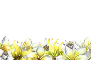 een banier met geurig bloemen van plumeria, frangipani, oranje bloesem en ylang-ylang. wijnoogst delicaat grens kader met tropisch bloemen en vlinders. hand getekend waterverf illustratie. png