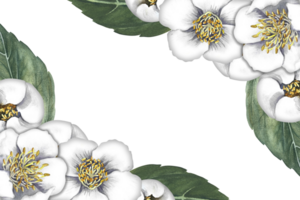 A frame with jasmine flowers. Fragrant white spring flowers. A hand-drawn watercolor illustration. For packaging, greeting and invitation cards and labels. For banners, flyers. png