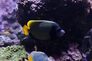 Fishes in aquarium or reservoir ubder water on fish farm photo