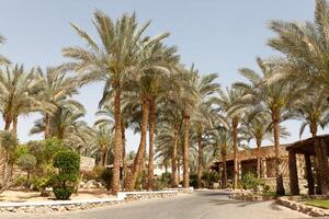 tropical luxury resort hotel Arab architecture with palm photo