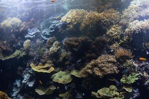 Tropical fish with corals and algae in blue water. Beautiful background of the underwater world. photo