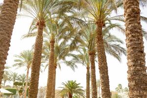 palm tree low angle view tropical background photo