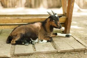 Close up young goat eating dry straw in farm photo