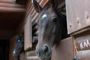 Two horse Looks through window wooden door stable waiting for ride photo