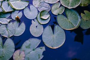 Water lily leaf water surface background photo